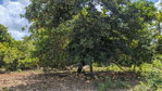 First image of Belle Plain in Belle Plain, Clarendon, Jamaica - property is For Sale