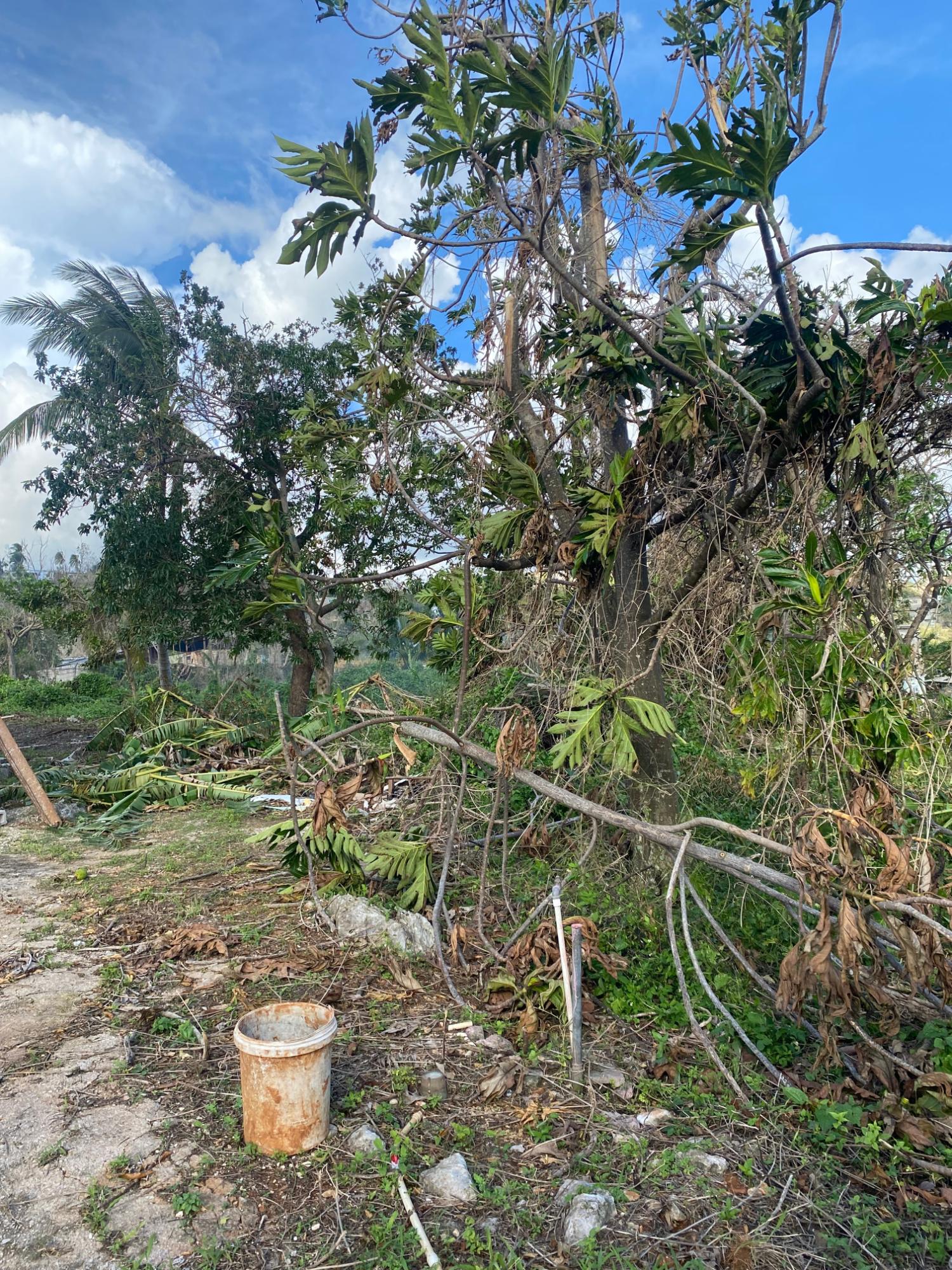 Fourth image of Comfort, Broadleaf in Broadleaf, Manchester, Jamaica - property is For Sale