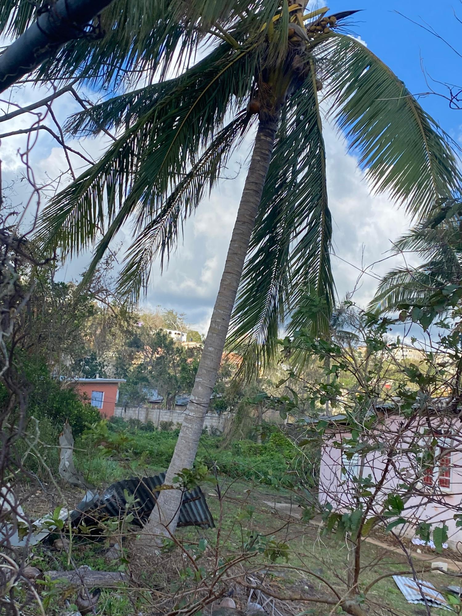 Ninth image of Comfort, Broadleaf in Broadleaf, Manchester, Jamaica - property is For Sale