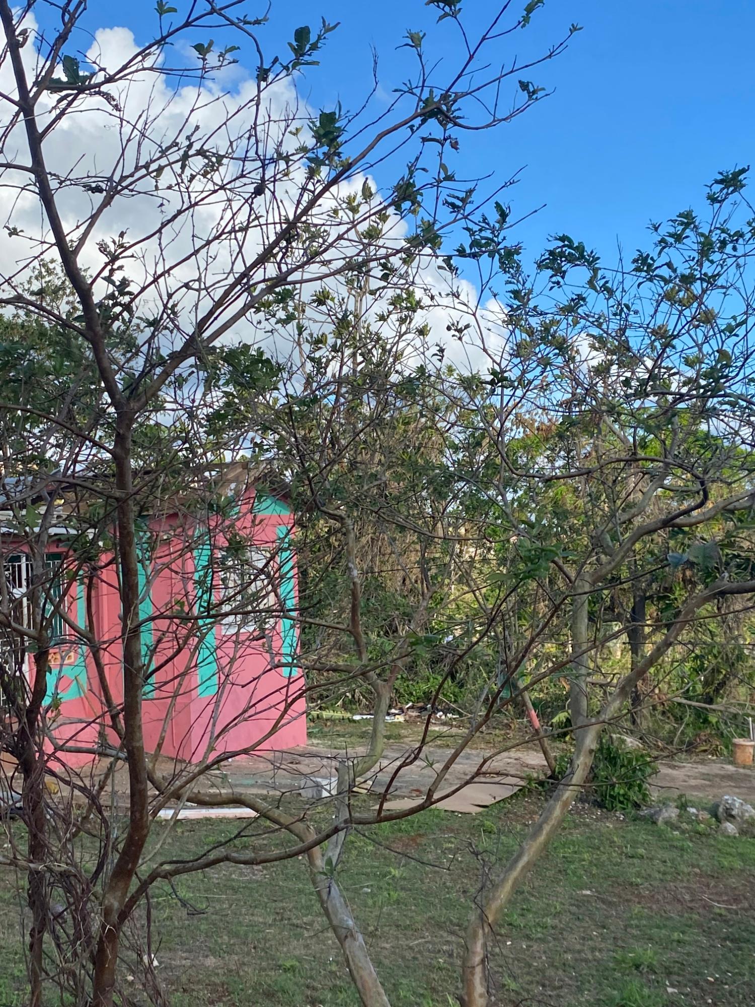 Tenth image of Comfort, Broadleaf in Broadleaf, Manchester, Jamaica - property is For Sale
