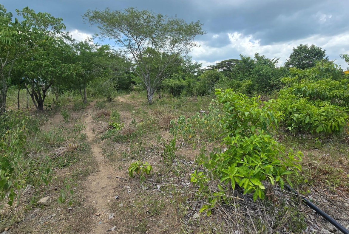 Nineteenth image of Four Paths Main Road in Four Paths, Clarendon, Jamaica - property is For Sale