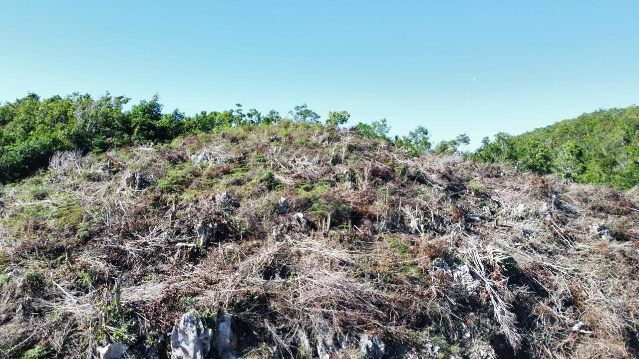 Twelfth image of Kingsland And Cheveley in Mandeville, Manchester, Jamaica - property is For Sale