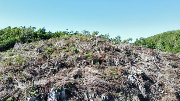 Twelfth image of Kingsland And Cheveley in Mandeville, Manchester, Jamaica - property is For Sale