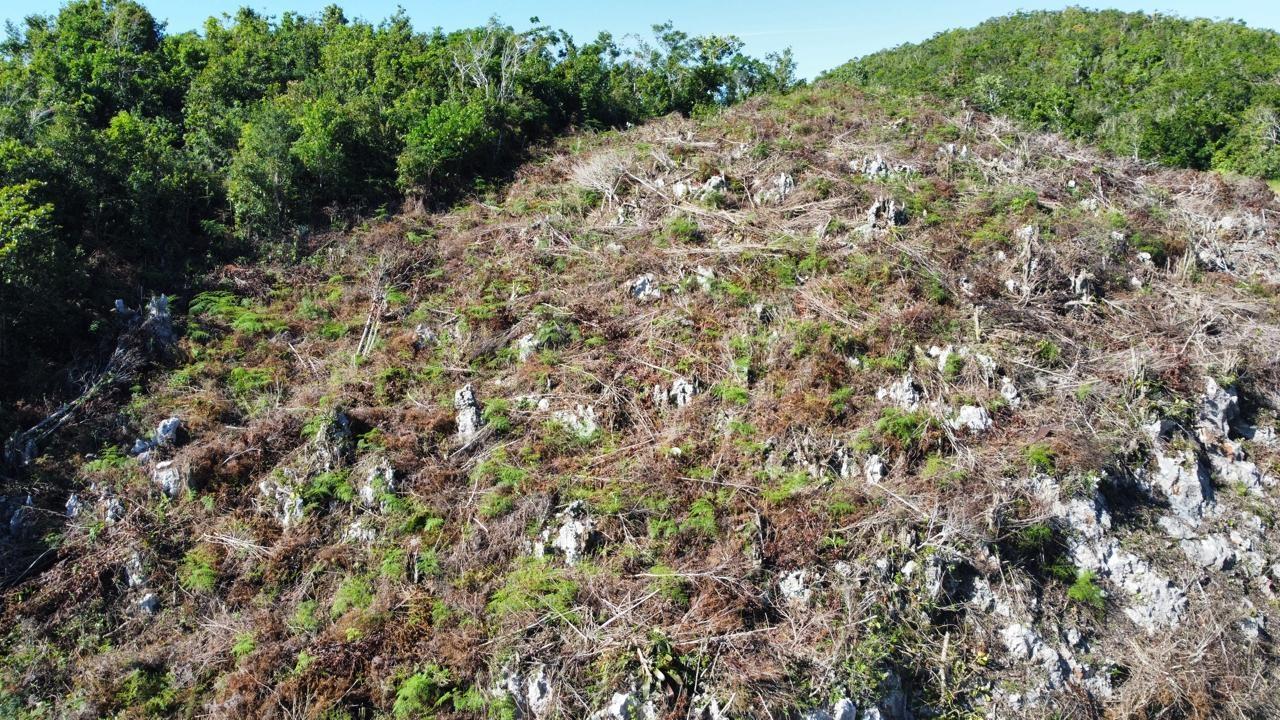 Thirteenth image of Kingsland And Cheveley in Mandeville, Manchester, Jamaica - property is For Sale