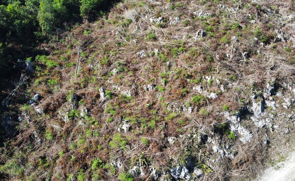 Fifteenth image of Kingsland And Cheveley in Mandeville, Manchester, Jamaica - property is For Sale