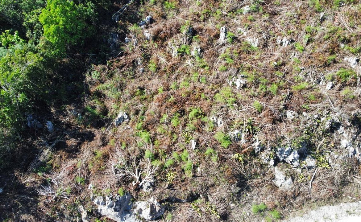 Sixteenth image of Kingsland And Cheveley in Mandeville, Manchester, Jamaica - property is For Sale