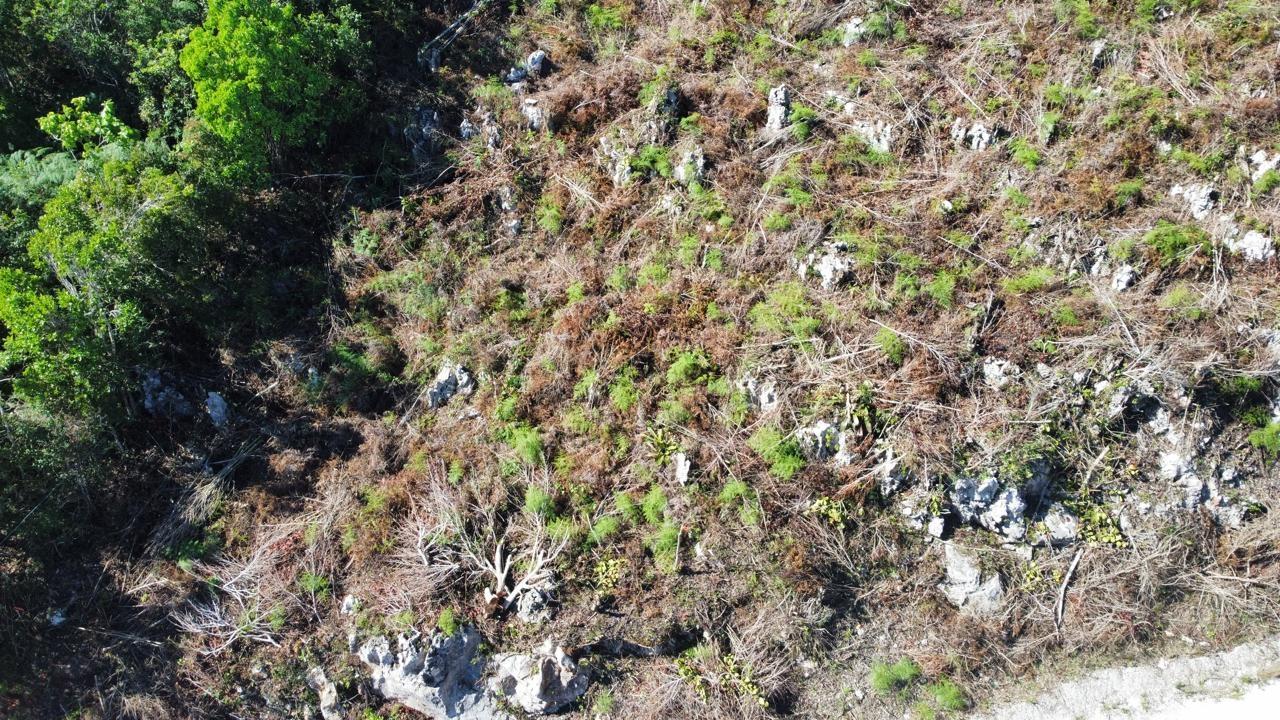 Sixteenth image of Kingsland And Cheveley in Mandeville, Manchester, Jamaica - property is For Sale