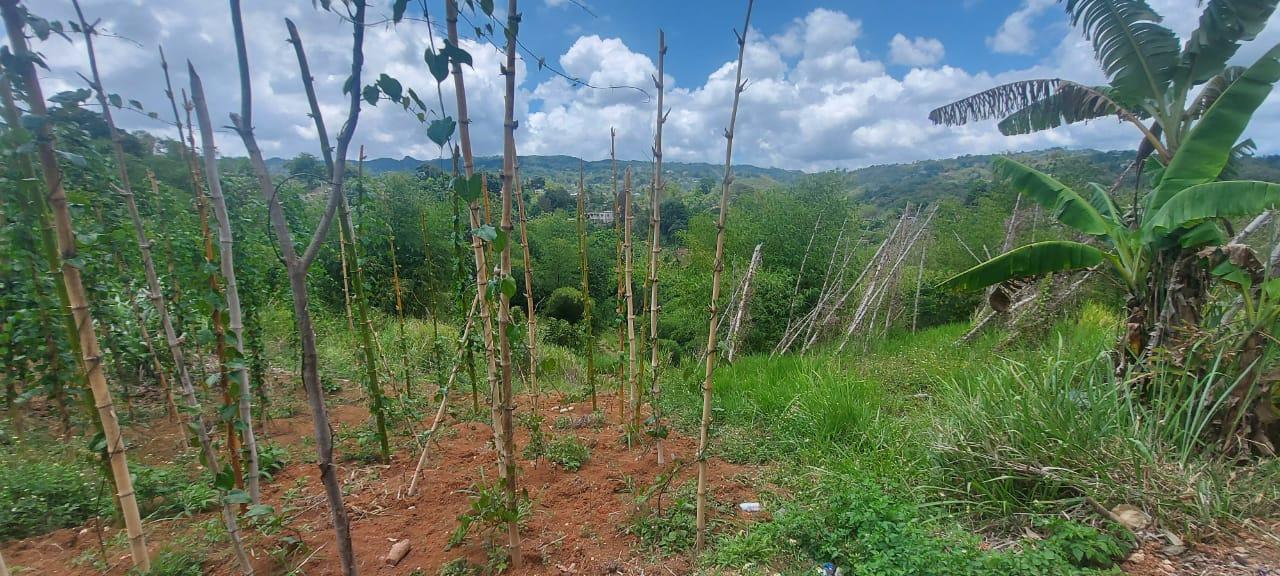 Third image of 278 Leicesterfield, Clarendon in Frankfield, Clarendon, Jamaica - property is For Sale