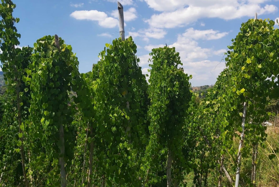 Eighth image of 278 Leicesterfield, Clarendon in Frankfield, Clarendon, Jamaica - property is For Sale