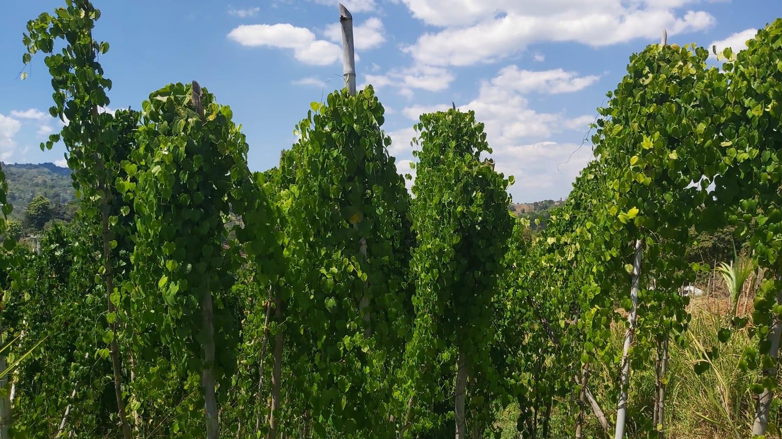 Eighth image of 278 Leicesterfield, Clarendon in Frankfield, Clarendon, Jamaica - property is For Sale