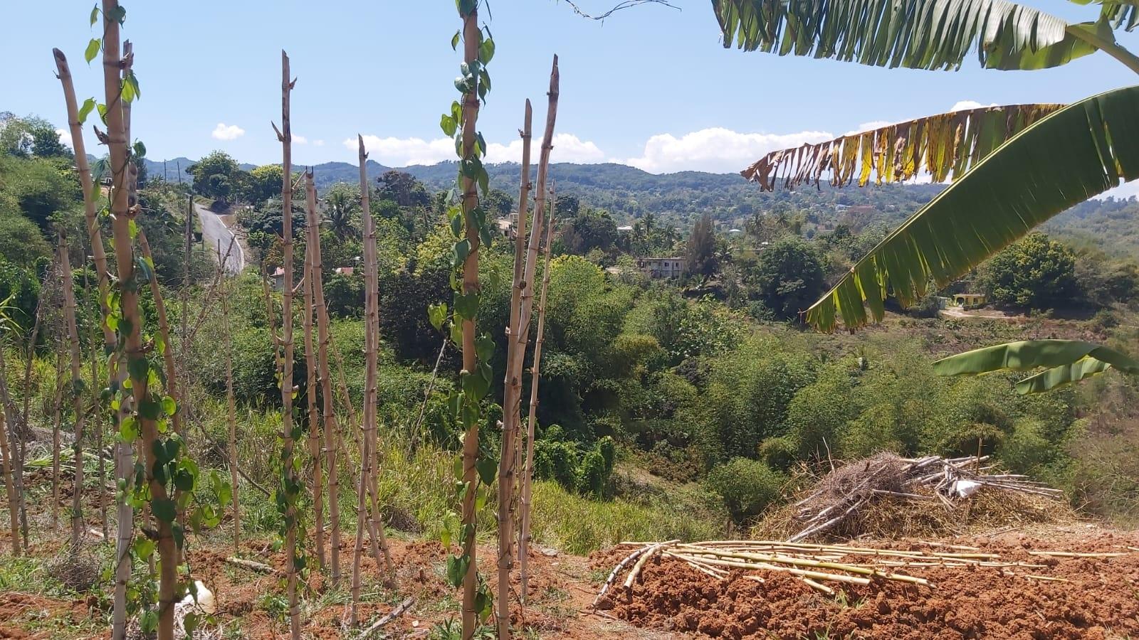 Tenth image of 278 Leicesterfield, Clarendon in Frankfield, Clarendon, Jamaica - property is For Sale