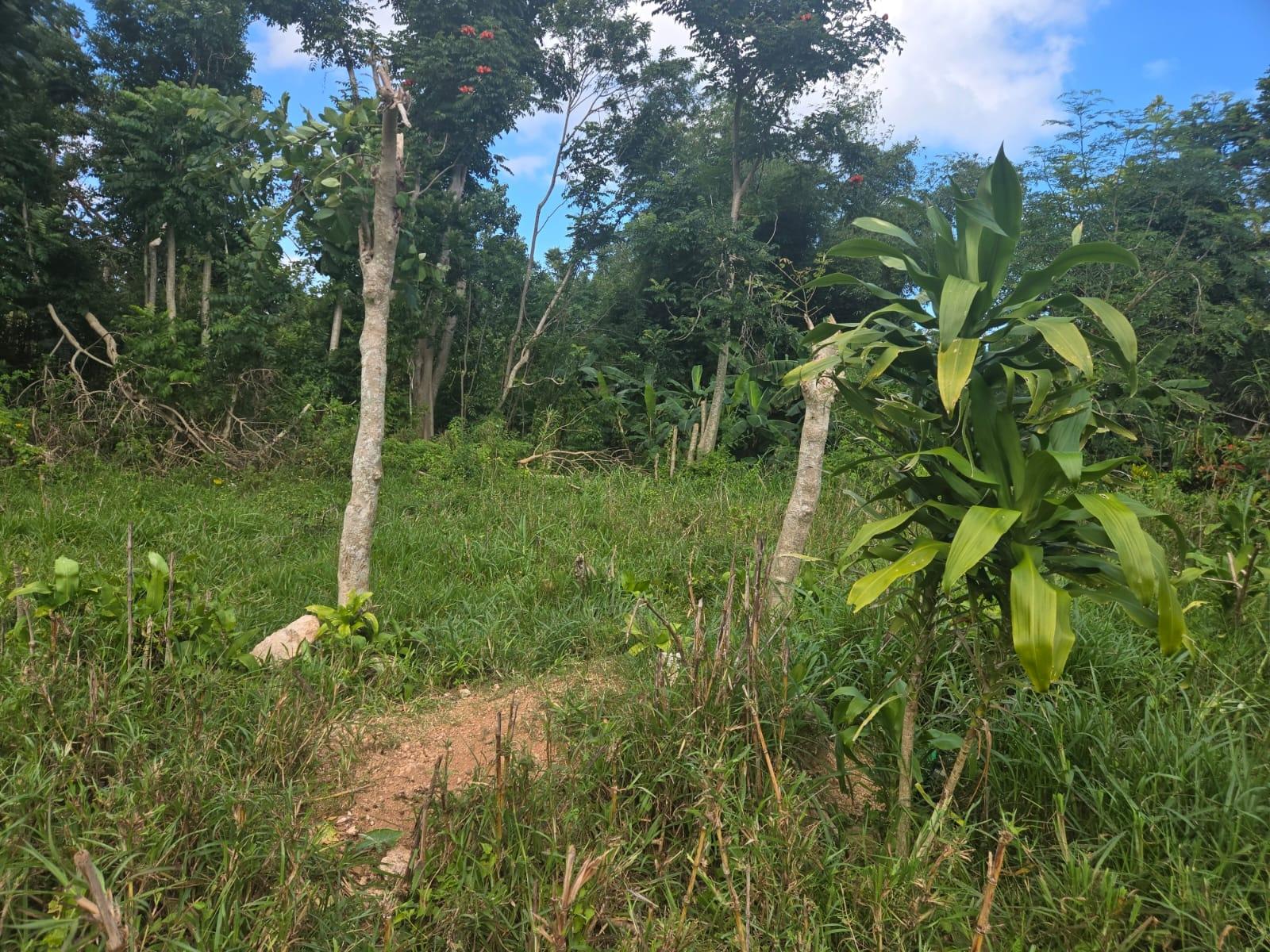 Fourth image of Knowles Road in Mandeville, Manchester, Jamaica - property is For Sale