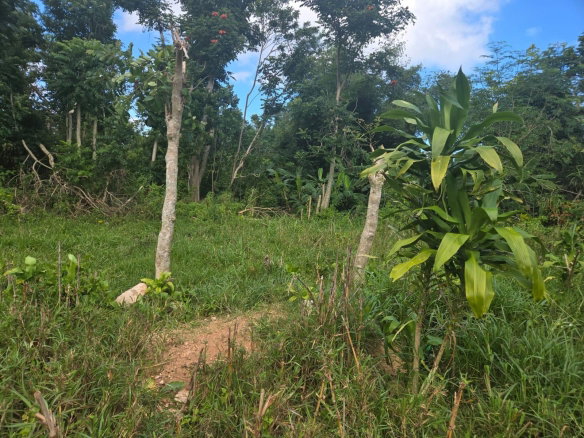 First image of Knowles Road in Mandeville, Manchester, Jamaica - property is For Sale