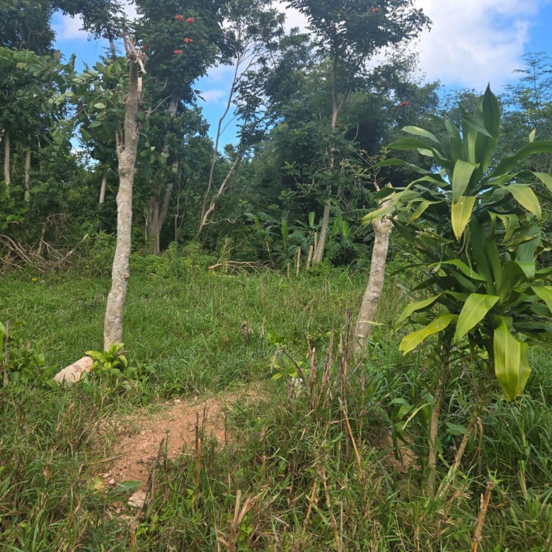 First image of Knowles Road in Mandeville, Manchester, Jamaica - property is For Sale