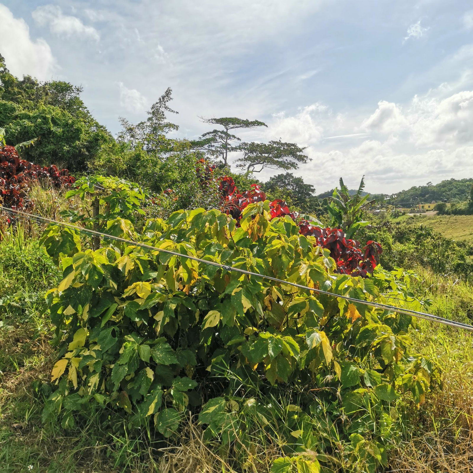 Third image of 48 Kilmarnock Way in Mandeville, Manchester, Jamaica - property is For Sale