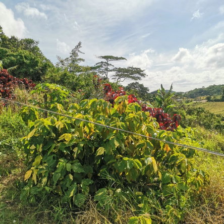 Third image of 48 Kilmarnock Way in Mandeville, Manchester, Jamaica - property is For Sale