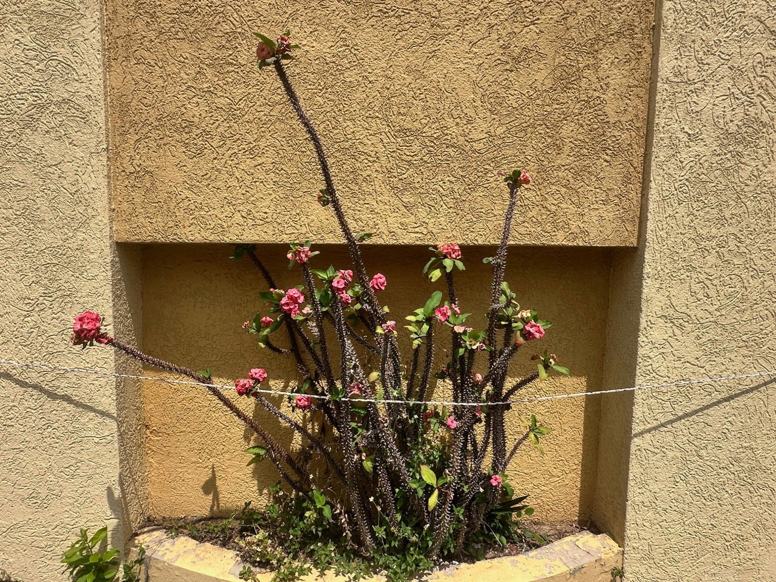 Twenty-Fifth image of 4 Acadia Drive in Kingston 8, St. Andrew, Jamaica - property is For Rent