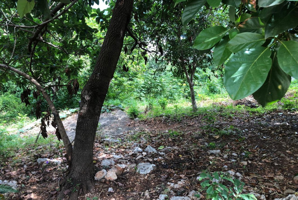 Seventh image of 27 Elmwood Terrace in Kingston 19, St. Andrew, Jamaica - property is For Sale