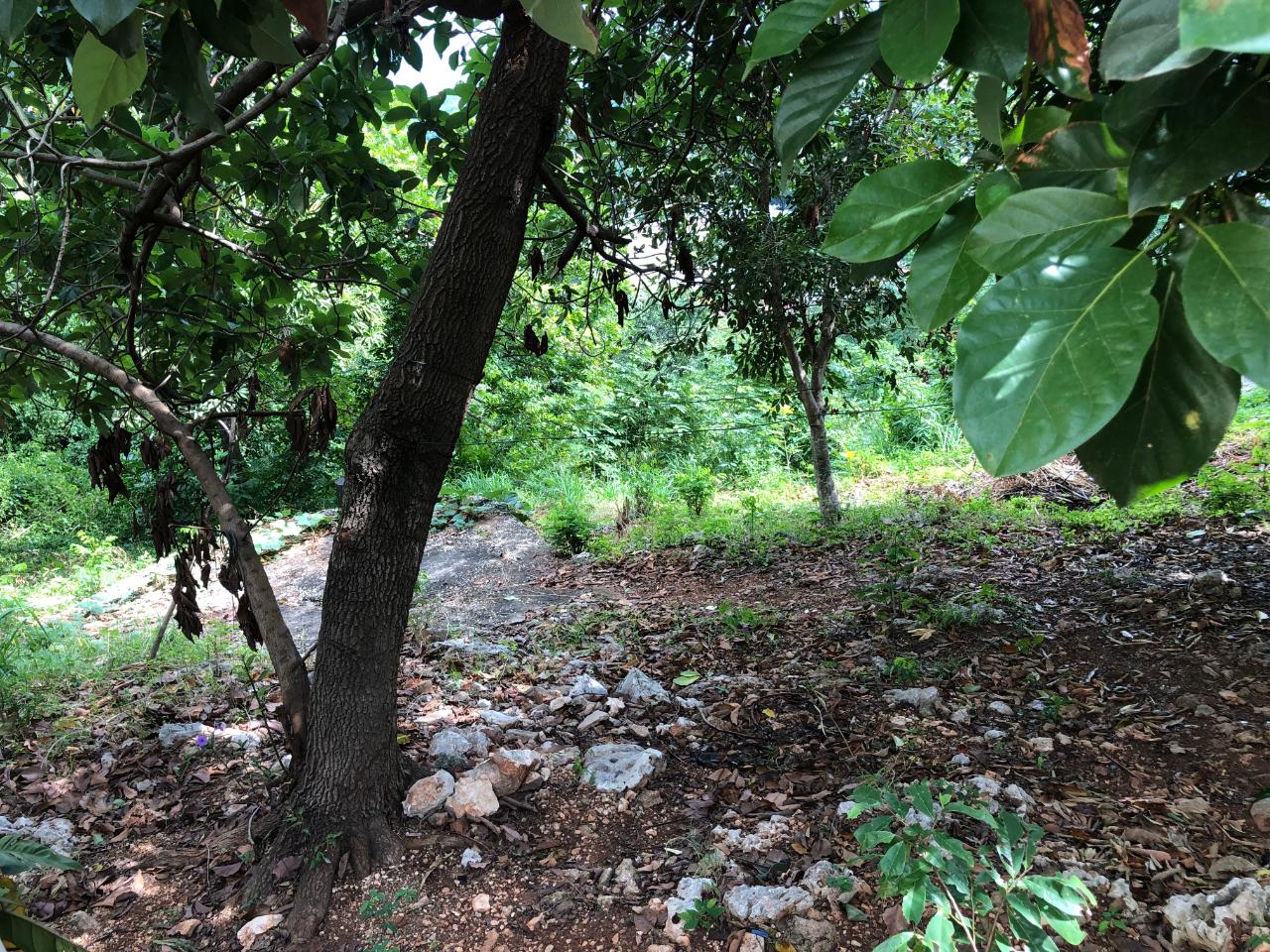 Seventh image of 27 Elmwood Terrace in Kingston 19, St. Andrew, Jamaica - property is For Sale