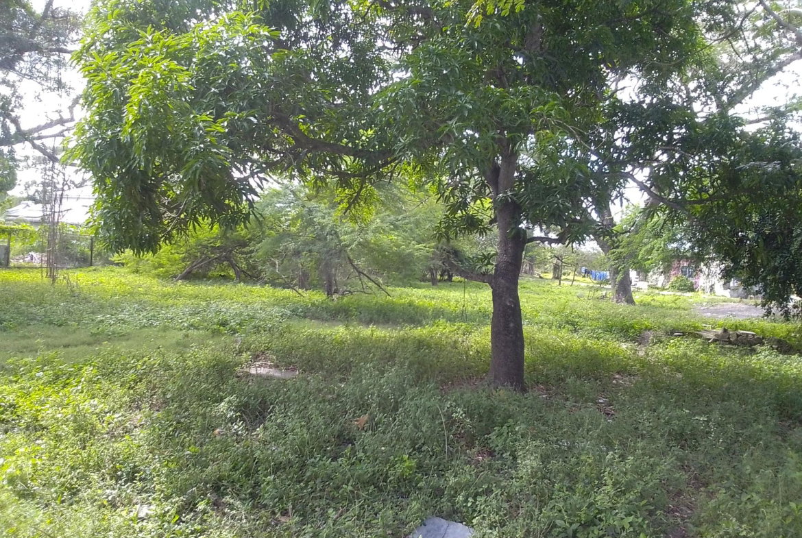 Third image of Lot 135 Denbigh Foga Road in May Pen, Clarendon, Jamaica - property is For Sale
