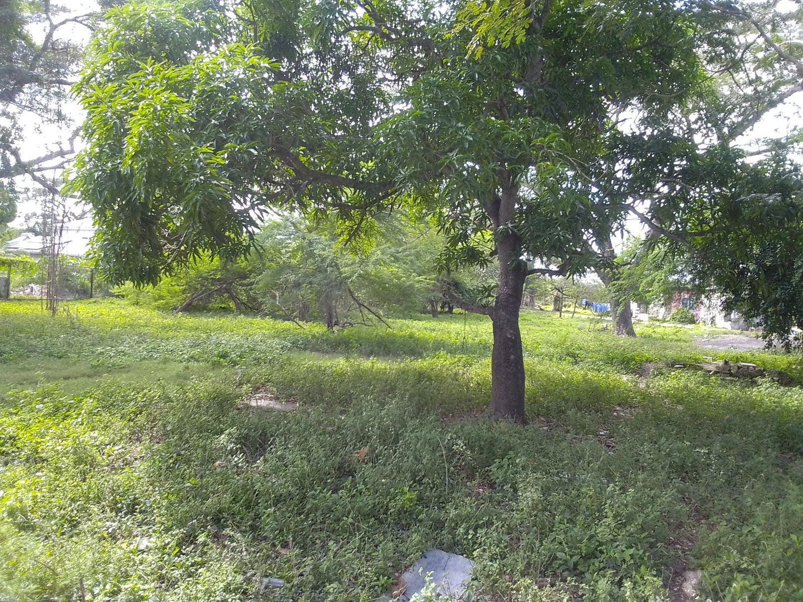 Third image of Lot 135 Denbigh Foga Road in May Pen, Clarendon, Jamaica - property is For Sale
