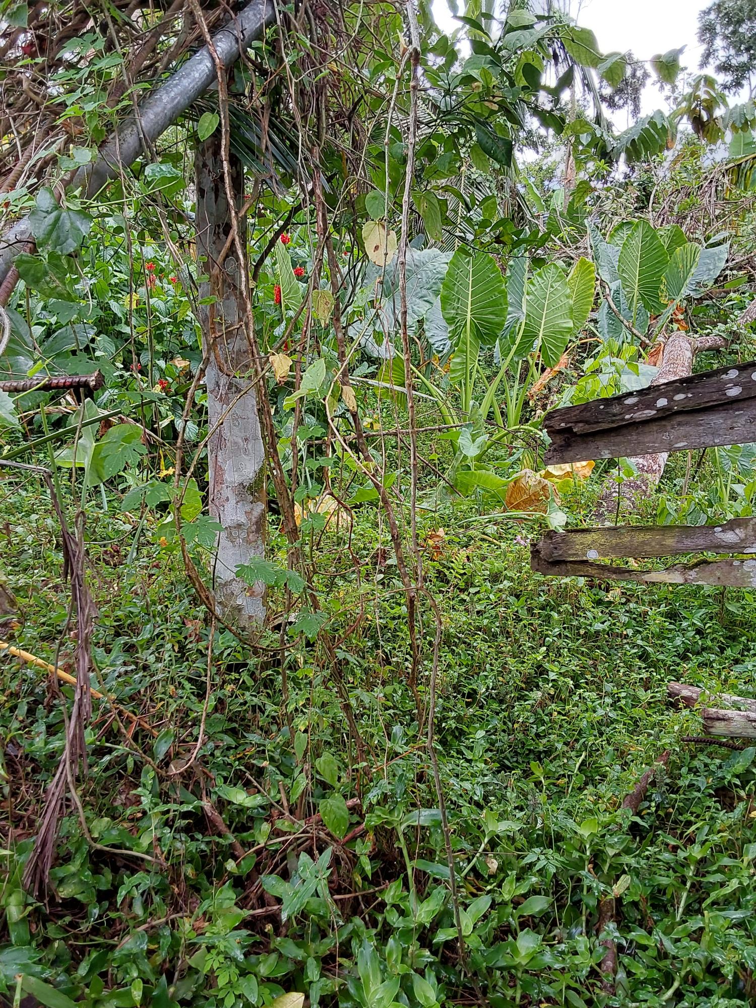 Eighteenth image of Cold Spring Cross Roads in Cold Spring, Hanover, Jamaica - property is For Sale