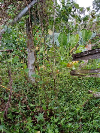 Eighteenth image of Cold Spring Cross Roads in Cold Spring, Hanover, Jamaica - property is For Sale