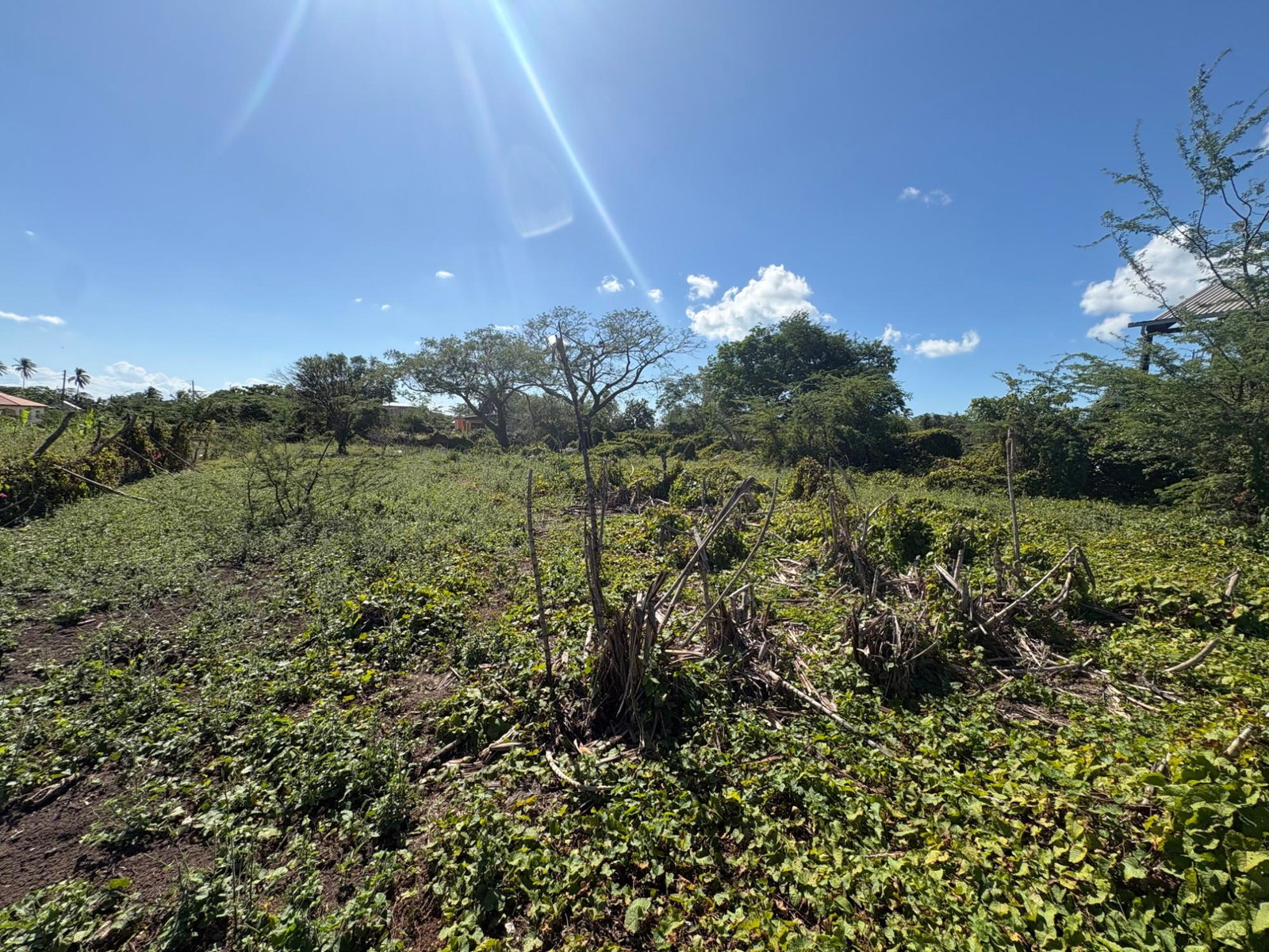 Eighth image of Race Course in Race Course, Clarendon, Jamaica - property is For Sale