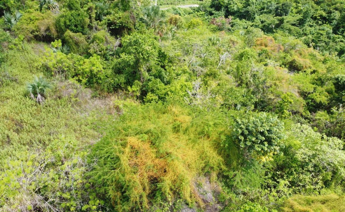Tenth image of Culloden, Whitehouse in White House WD, Westmoreland, Jamaica - property is For Sale