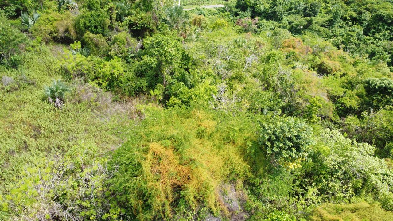 0.55-Acre-Residential-Lot-for-Sale-in-Culloden-Whitehouse-Westmoreland-Jamaica Tenth image of Culloden, Whitehouse in White House WD, Westmoreland, Jamaica - property is For Sale