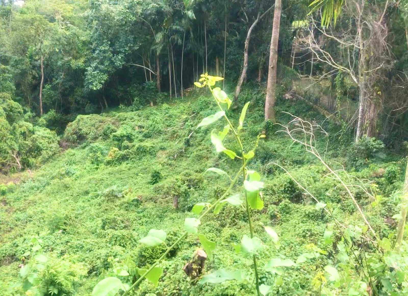Fourth image of Wireless Station Rd, Ston in Kingston 9, St. Andrew, Jamaica - property is For Sale