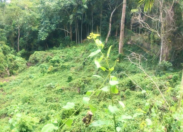 Fourth image of Wireless Station Rd, Ston in Kingston 9, St. Andrew, Jamaica - property is For Sale