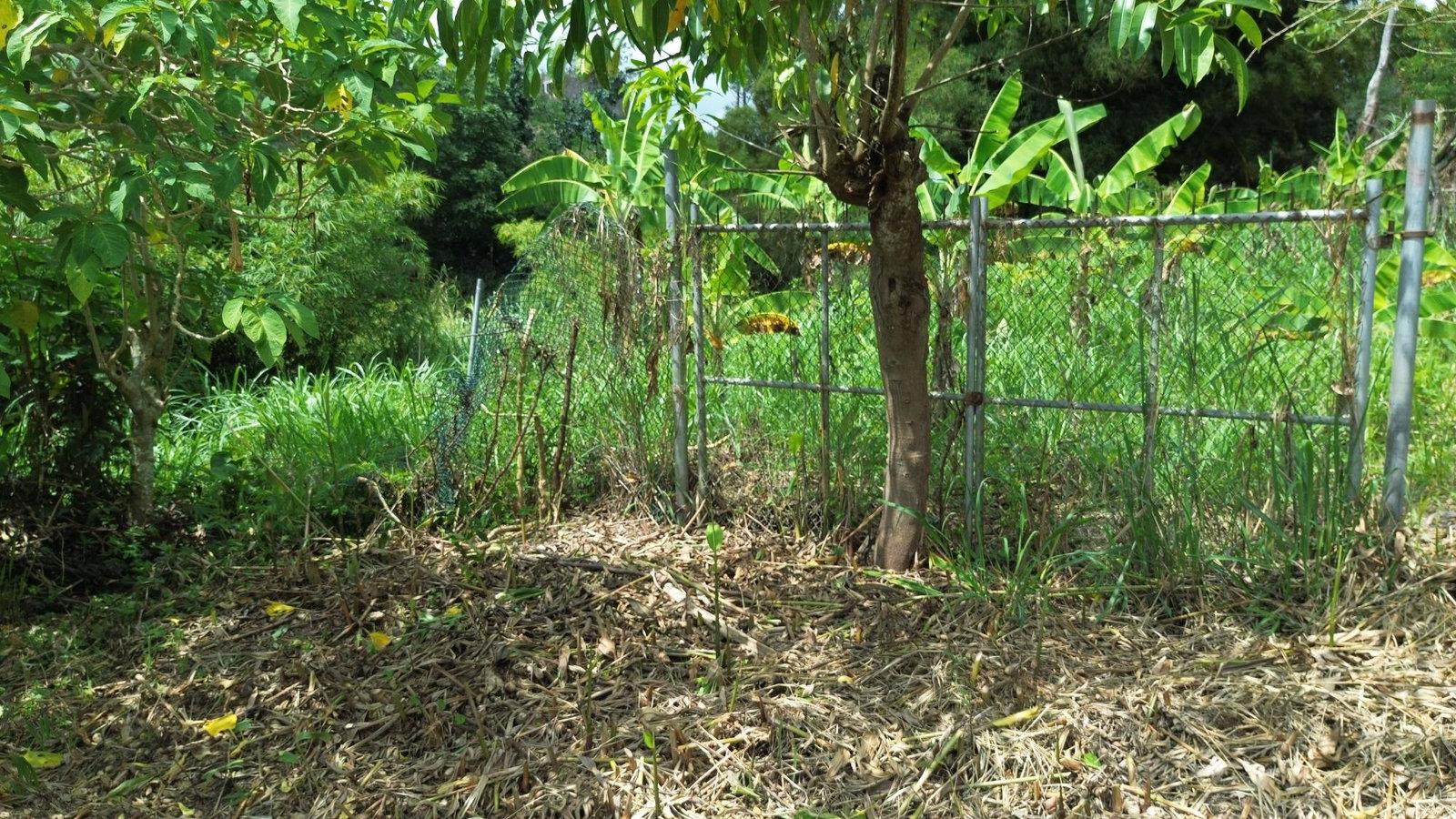Second image of Lot 6 Salt Hill in Content Gap P.A., St. Andrew, Jamaica - property is For Sale