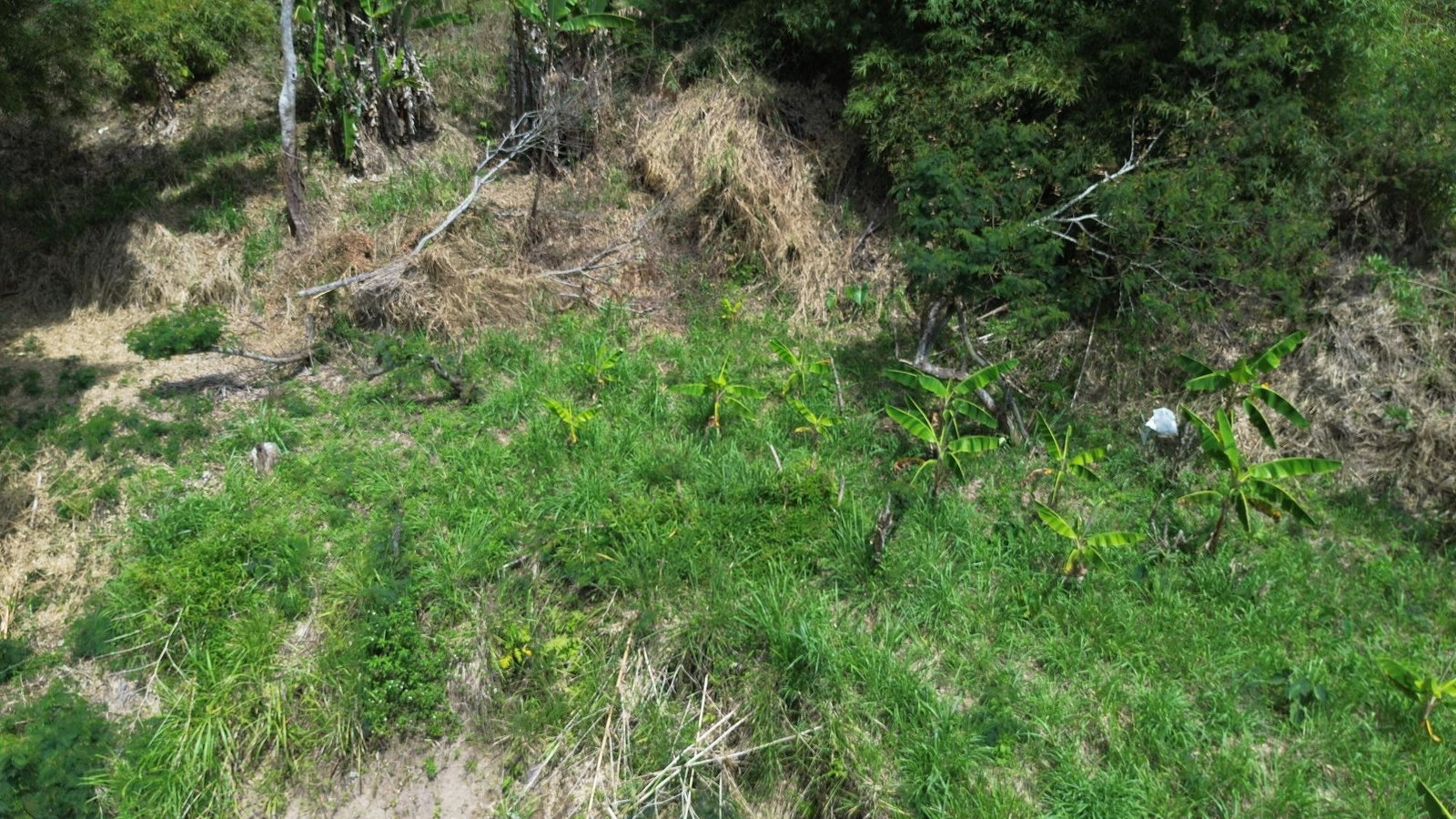 Fourteenth image of Lot 6 Salt Hill in Content Gap P.A., St. Andrew, Jamaica - property is For Sale