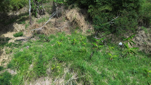 Fourteenth image of Lot 6 Salt Hill in Content Gap P.A., St. Andrew, Jamaica - property is For Sale