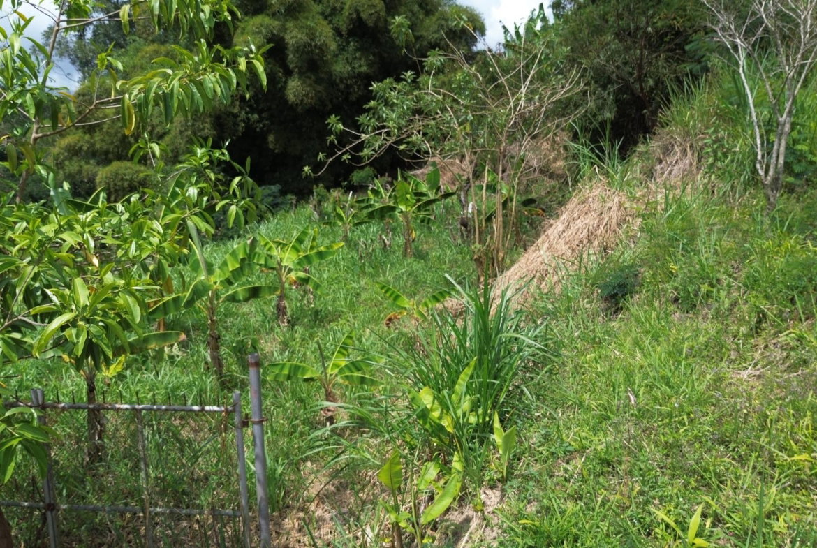 Third image of Lot 6 Salt Hill in Content Gap P.A., St. Andrew, Jamaica - property is For Sale