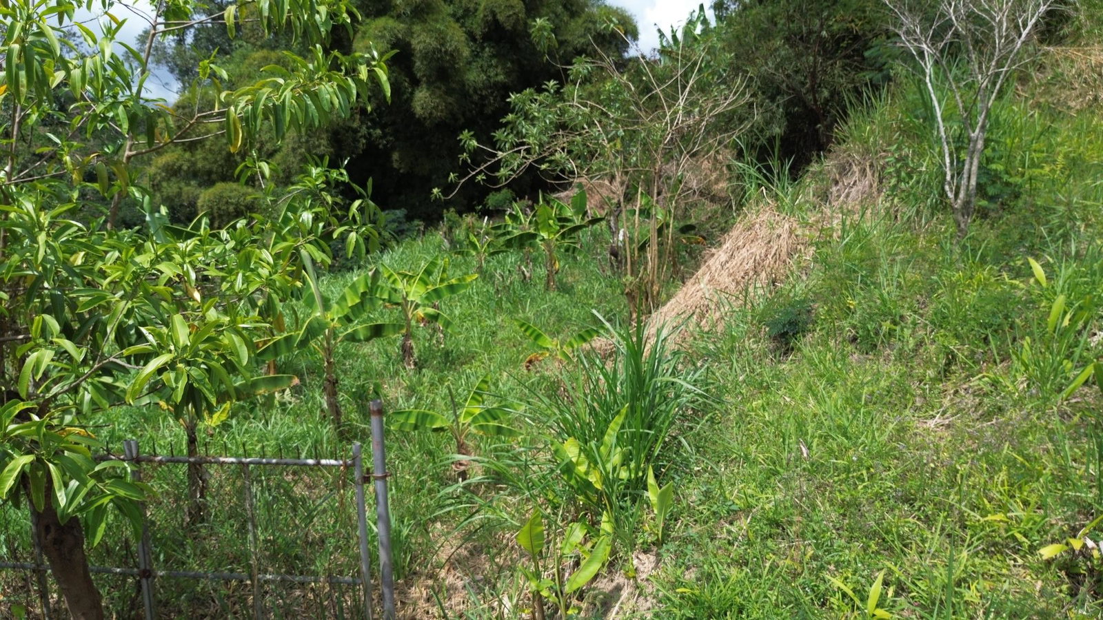 Third image of Lot 6 Salt Hill in Content Gap P.A., St. Andrew, Jamaica - property is For Sale