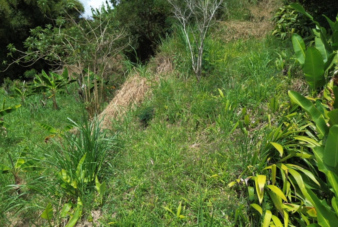 Fourth image of Lot 6 Salt Hill in Content Gap P.A., St. Andrew, Jamaica - property is For Sale
