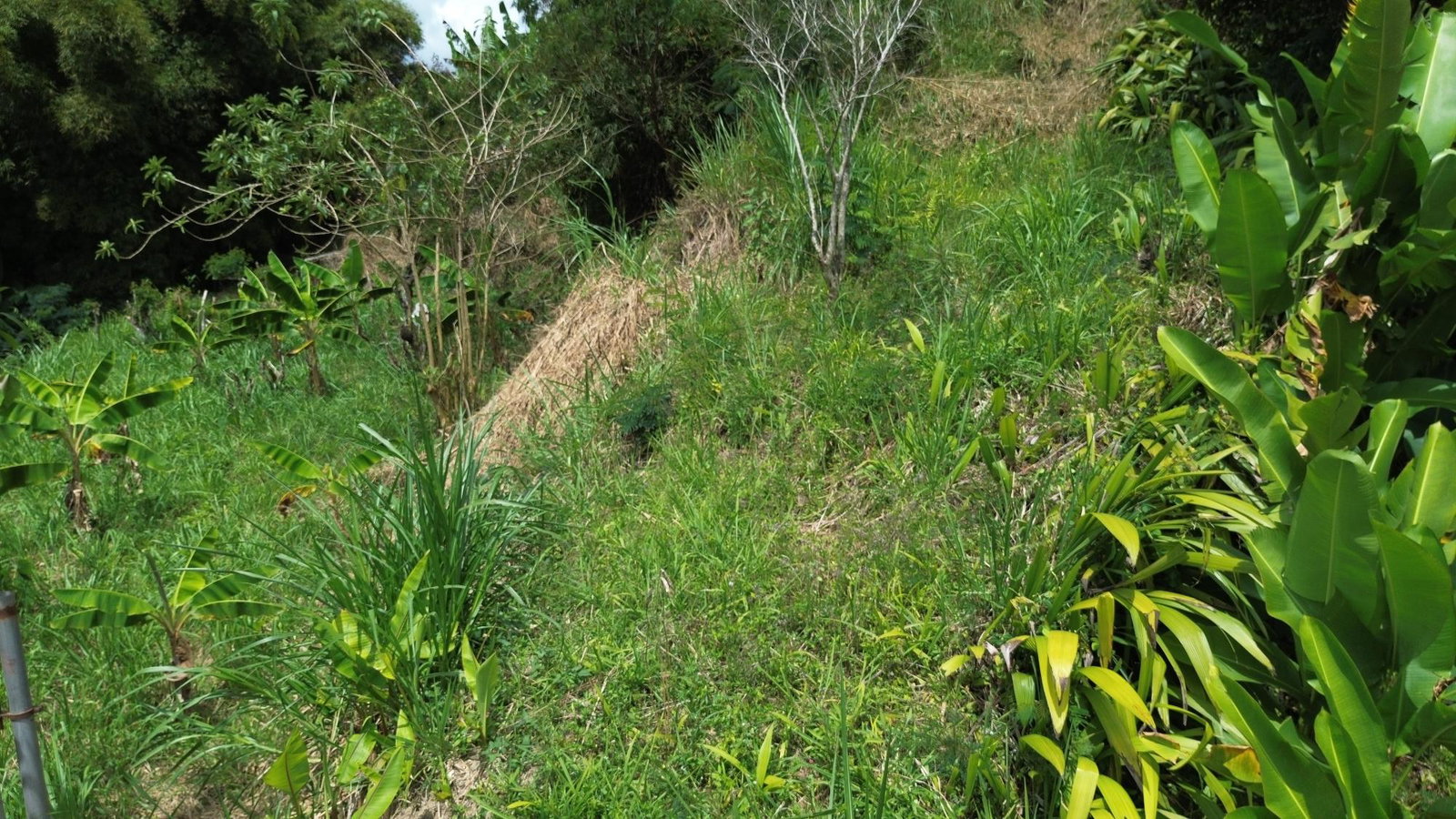 Fourth image of Lot 6 Salt Hill in Content Gap P.A., St. Andrew, Jamaica - property is For Sale