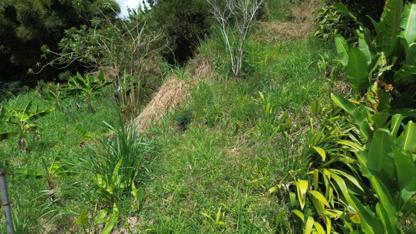 Fourth image of Lot 6 Salt Hill in Content Gap P.A., St. Andrew, Jamaica - property is For Sale
