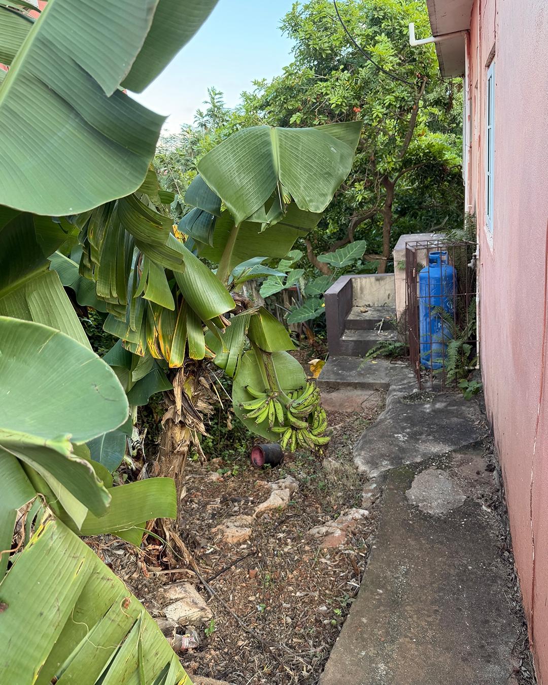 1225-St-Martin-Road-St.-Catherine-Jamaica-4-Bedroom-Renovation-Opportunity-on-Spacious-Fruit-Tree-Lot Twenty-Fifth image of 1225 st Martin Road in Green Acres, St. Catherine, Jamaica - property is For Sale