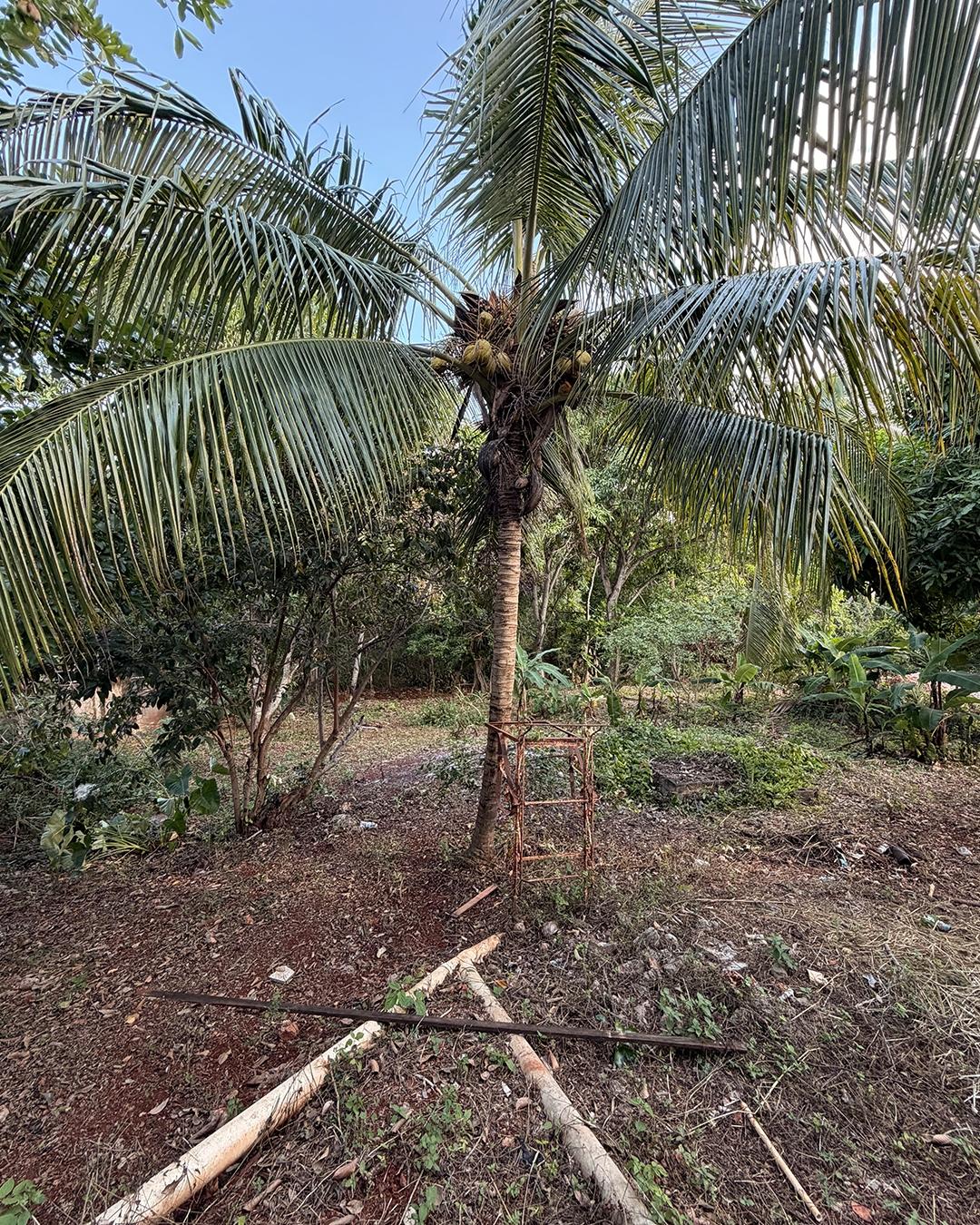 1225-St-Martin-Road-St.-Catherine-Jamaica-4-Bedroom-Renovation-Opportunity-on-Spacious-Fruit-Tree-Lot Twenty-Sixth image of 1225 st Martin Road in Green Acres, St. Catherine, Jamaica - property is For Sale