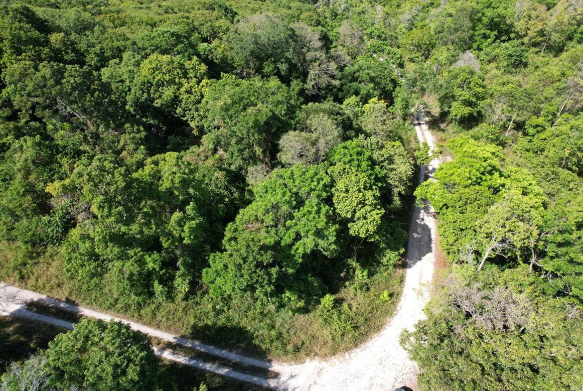 Twelfth image of Part of Cranbrook Pen in Laughlands, St. Ann, Jamaica - property is For Sale