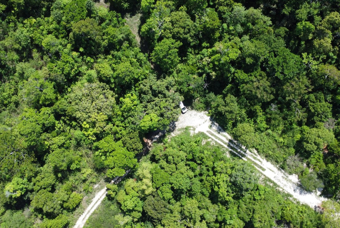 Sixth image of Part of Cranbrook Pen in Laughlands, St. Ann, Jamaica - property is For Sale