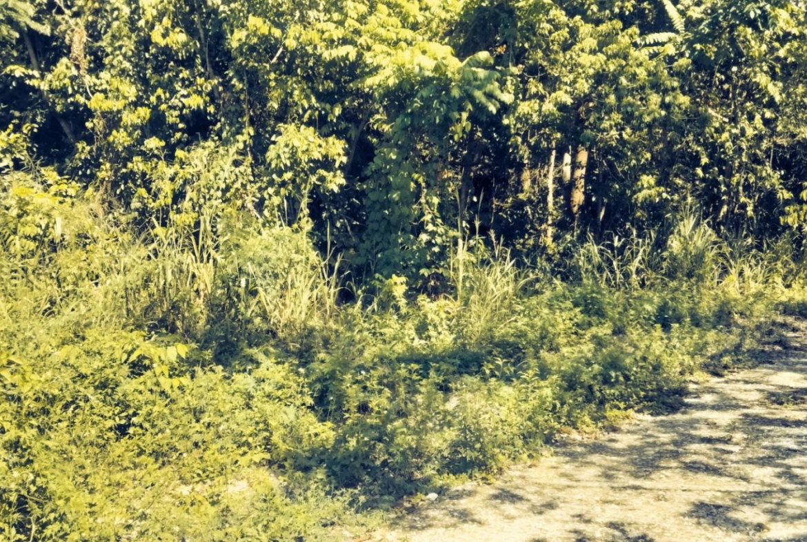 Eighth image of Part of Cranbrook Pen in Laughlands, St. Ann, Jamaica - property is For Sale