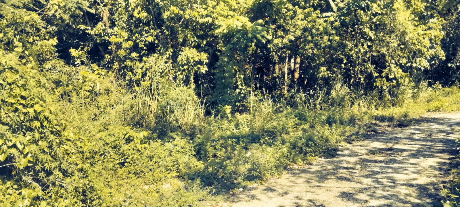 Eighth image of Part of Cranbrook Pen in Laughlands, St. Ann, Jamaica - property is For Sale