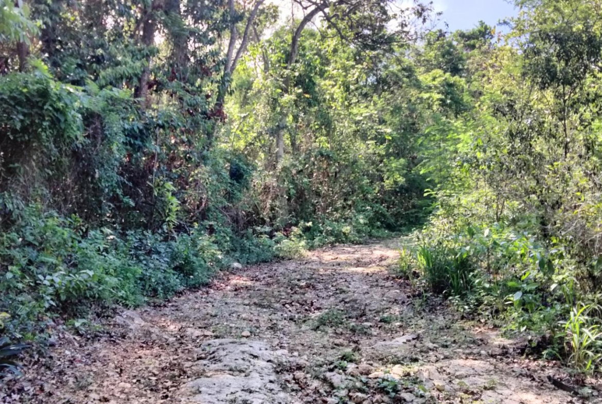 Ninth image of Part of Cranbrook Pen in Laughlands, St. Ann, Jamaica - property is For Sale