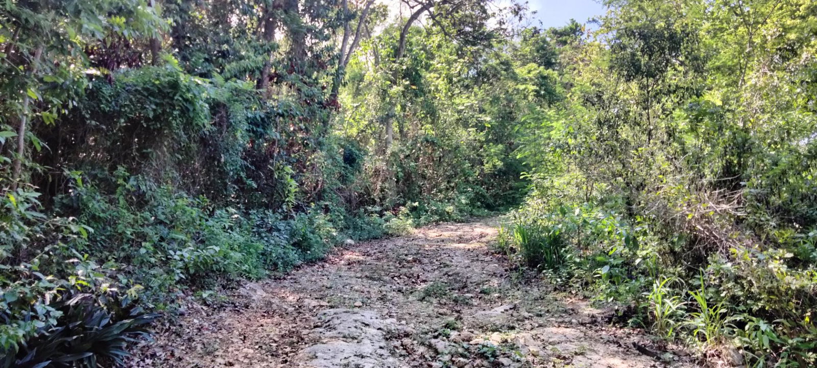 Ninth image of Part of Cranbrook Pen in Laughlands, St. Ann, Jamaica - property is For Sale