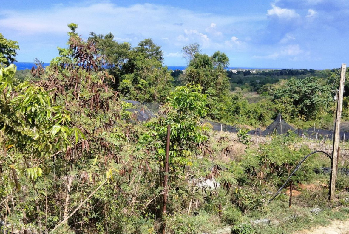 Tenth image of Part of Cranbrook Pen in Laughlands, St. Ann, Jamaica - property is For Sale