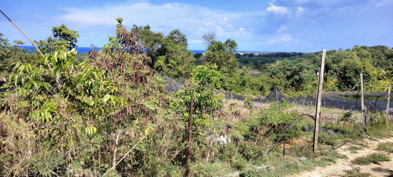 Tenth image of Part of Cranbrook Pen in Laughlands, St. Ann, Jamaica - property is For Sale